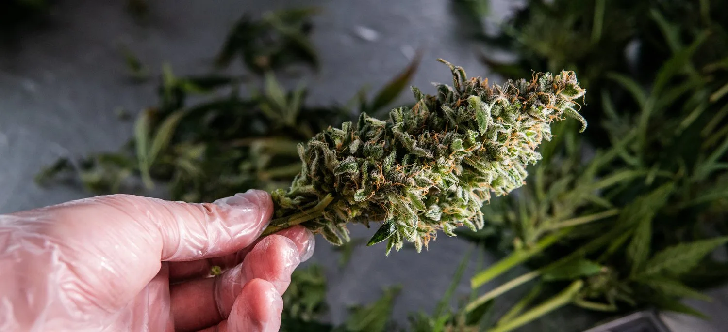 Hand wearing a glove holding a trimmed cannabis bud with green leaves in the background