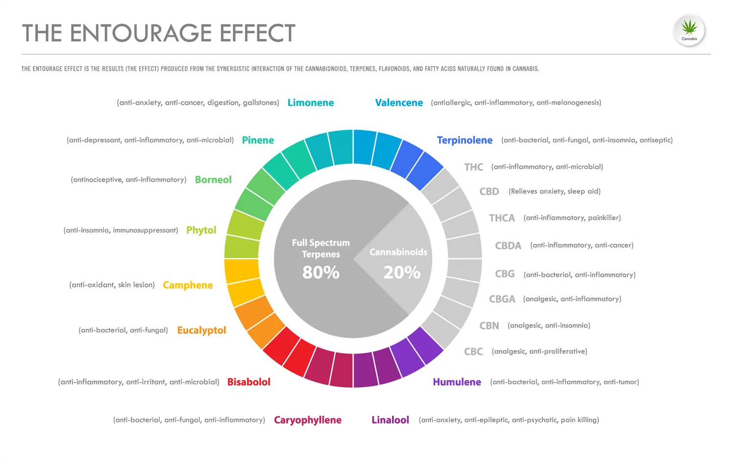 Infographic illustrating the entourage effect in cannabis, showing how terpenes and cannabinoids interact to enhance therapeutic benefits such as anti-inflammatory, anti-anxiety, antibacterial, and pain relief properties
