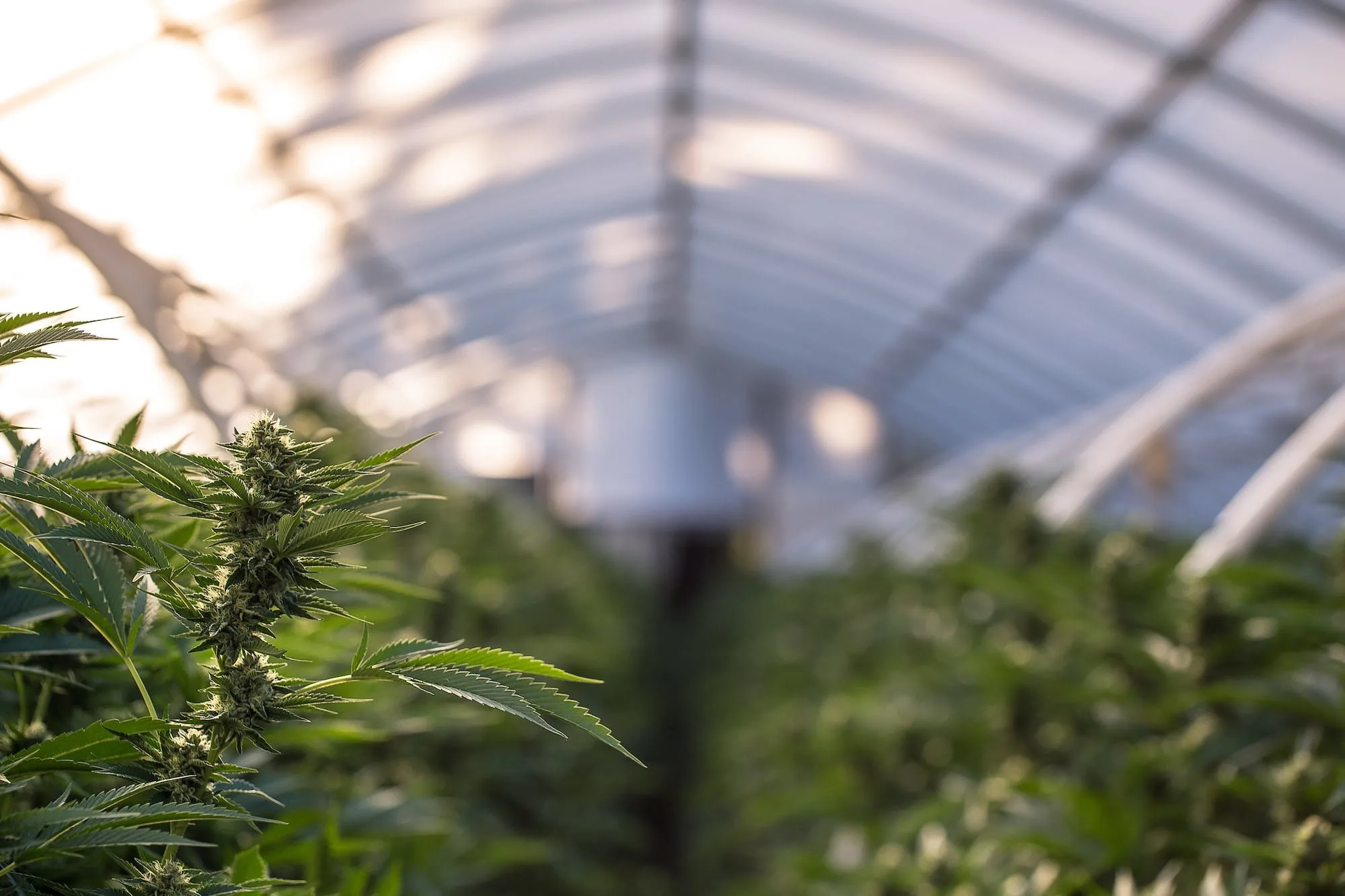 Close-up of cannabis plants in a greenhouse, showcasing healthy buds and vibrant green leaves, with rows of plants illuminated by natural light in the background.