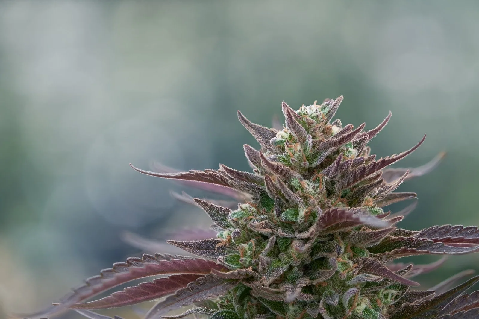 Close-up of a cannabis flower showcasing vibrant green buds and purple-tinted leaves, highlighting the plant's rich texture and intricate details against a blurred background.